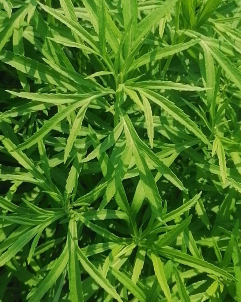 湖北泥蒿脆嫩爽口，马上春蒿子大量上市望各位老板莫失良机