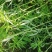 湖北泥蒿脆嫩爽口，马上春蒿子大量上市望各位老板莫失良机