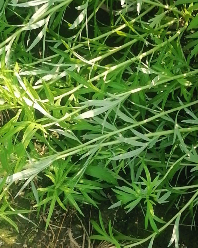 湖北泥蒿脆嫩爽口，马上春蒿子大量上市望各位老板莫失良机