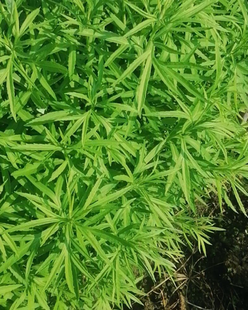 湖北泥蒿脆嫩爽口，马上春蒿子大量上市望各位老板莫失良机
