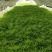 精品芦蒿黎蒿产地直销货源充足欢迎大家采购