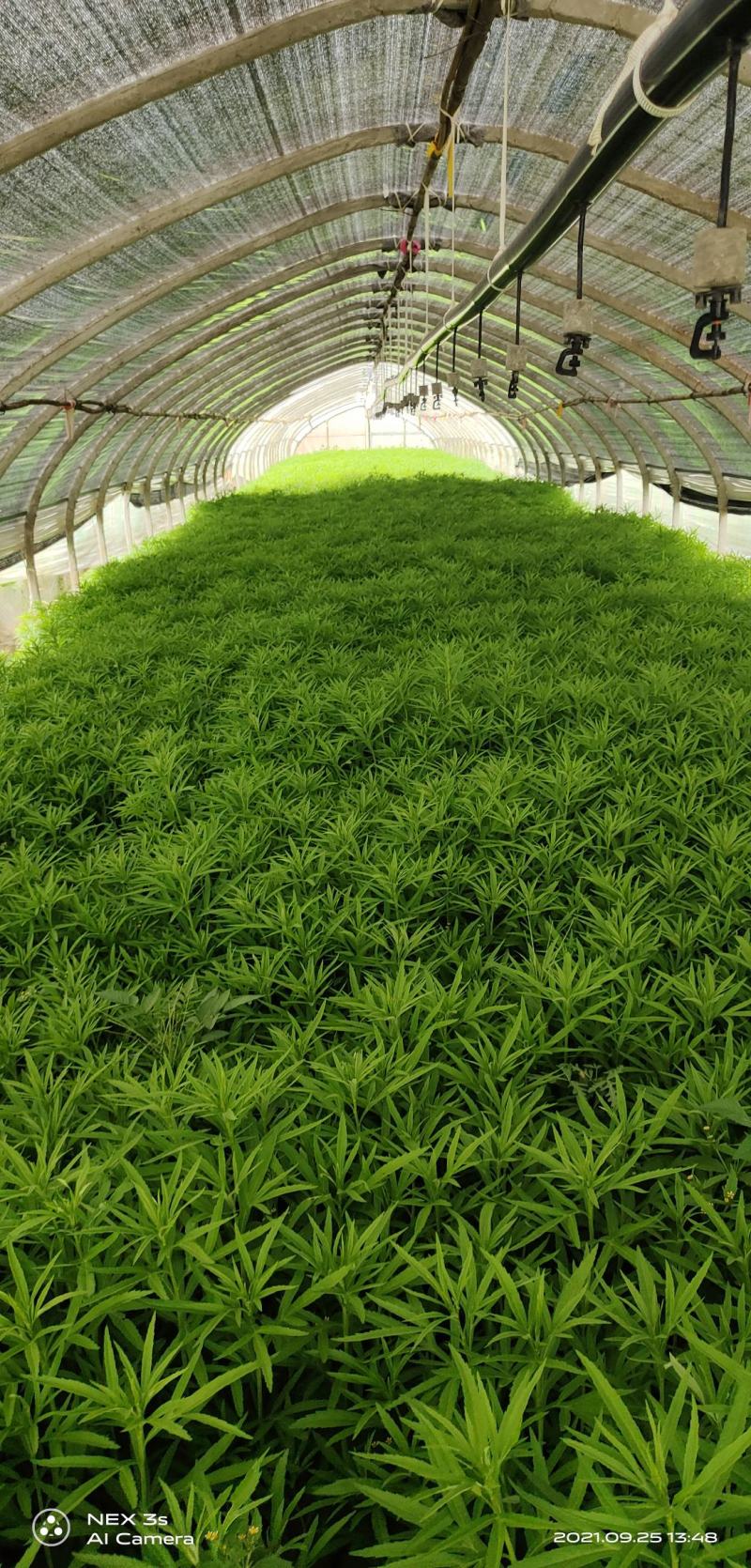 精品芦蒿黎蒿产地直销货源充足欢迎大家采购