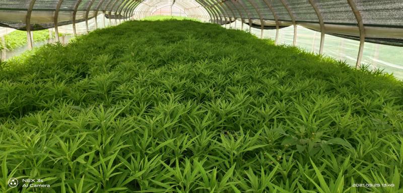 精品芦蒿黎蒿产地直销货源充足欢迎大家采购