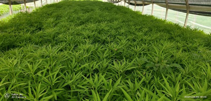 精品芦蒿黎蒿产地直销货源充足欢迎大家采购