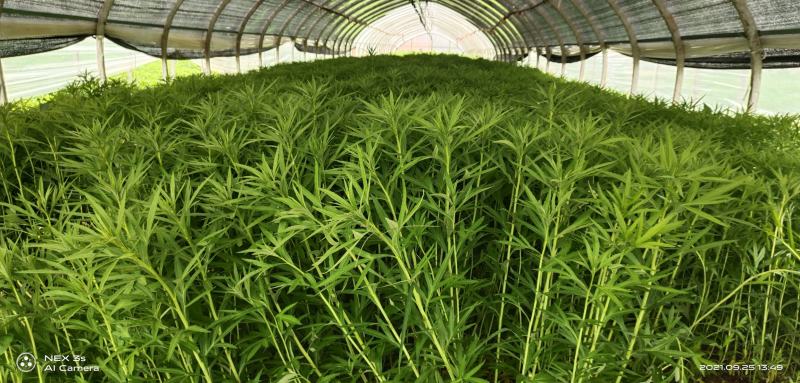 精品芦蒿黎蒿产地直销货源充足欢迎大家采购