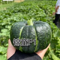 【锦童】迷你型贝贝南瓜种子、口感香甜糯、全国发货