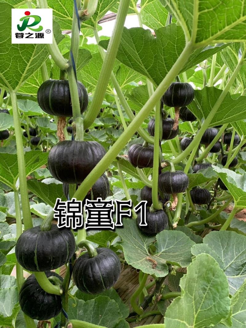 【锦童】迷你型贝贝南瓜种子、口感香甜糯、全国发货