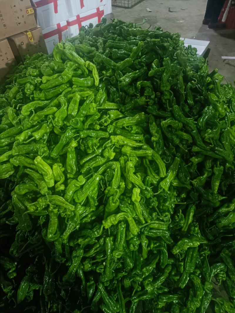 山东兰陵精品芜湖大辣椒，大量上市了，质量很好，价格不高，
