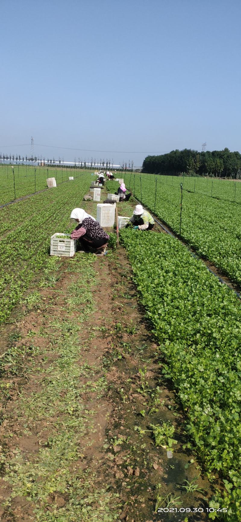 精品小叶香菜，产地直销，高度28厘米以下货源充足