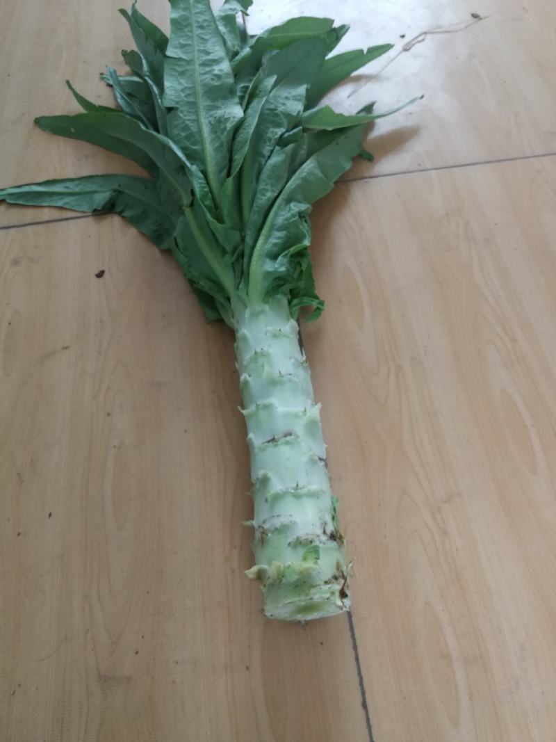 乐亭莴笋