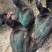 常年孵化：绿头鸭番鸭绿皮蛋鸭出壳防疫全国包运