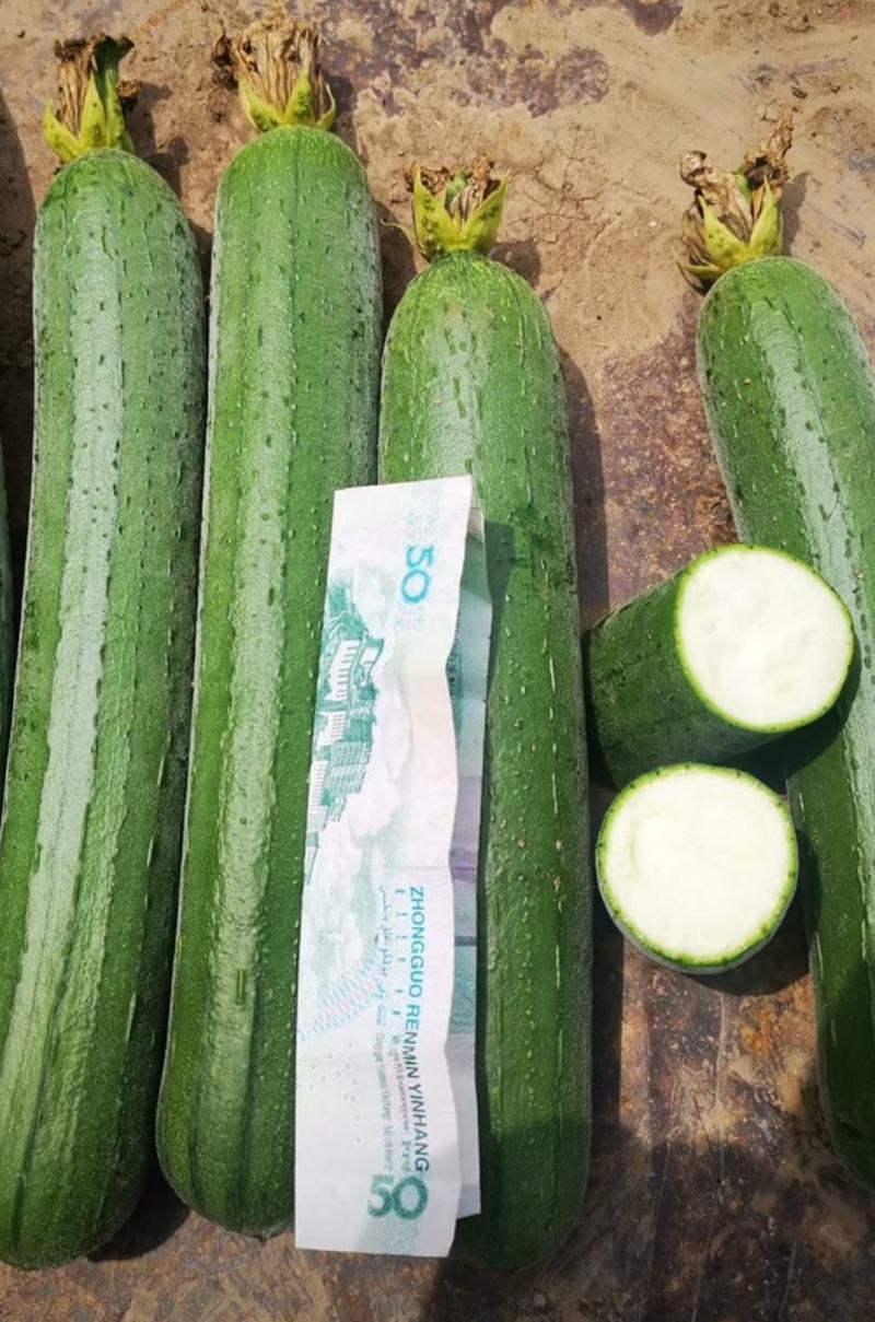 香丝瓜，油皮丝瓜，大量供应，本人有自己种植基地，欢迎老板