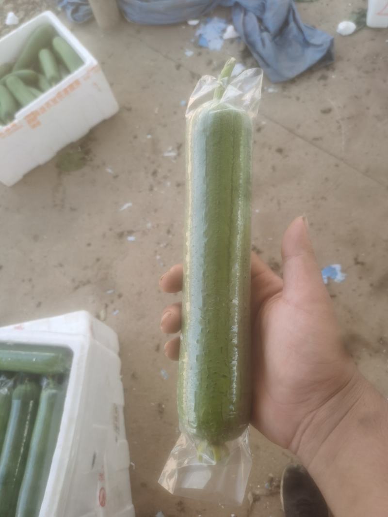 香丝瓜，油皮丝瓜，大量供应，本人有自己种植基地，欢迎老板