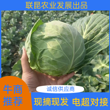 福建优质包菜甘蓝旺旺甘蓝精品现摘现发一手货源，货源充源