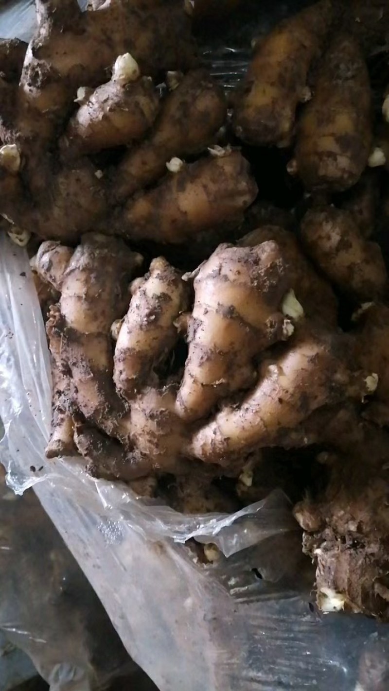 山东生姜产区直销，货源充足，全国发货，质量有保证