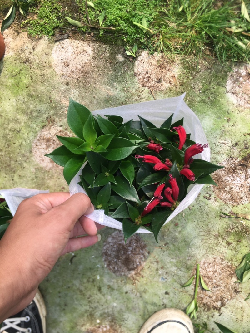 网红口红直立吊兰140红盆产地现货供应直销批发