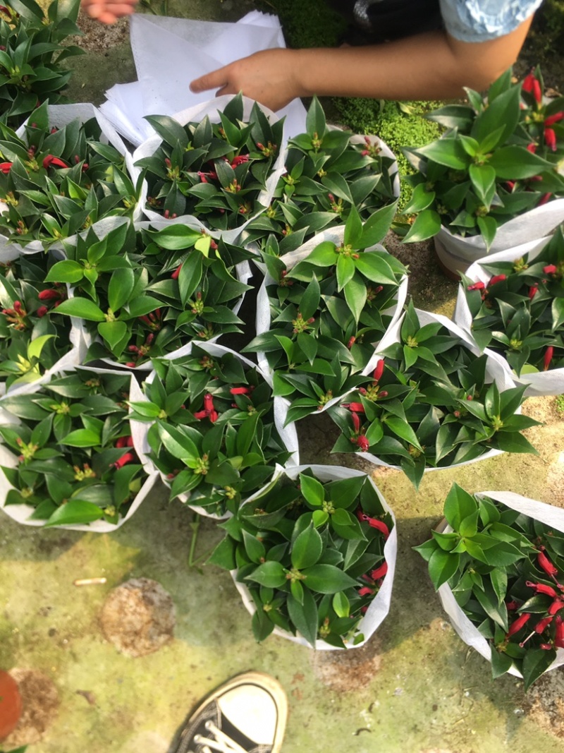 网红口红直立吊兰140红盆产地现货供应直销批发