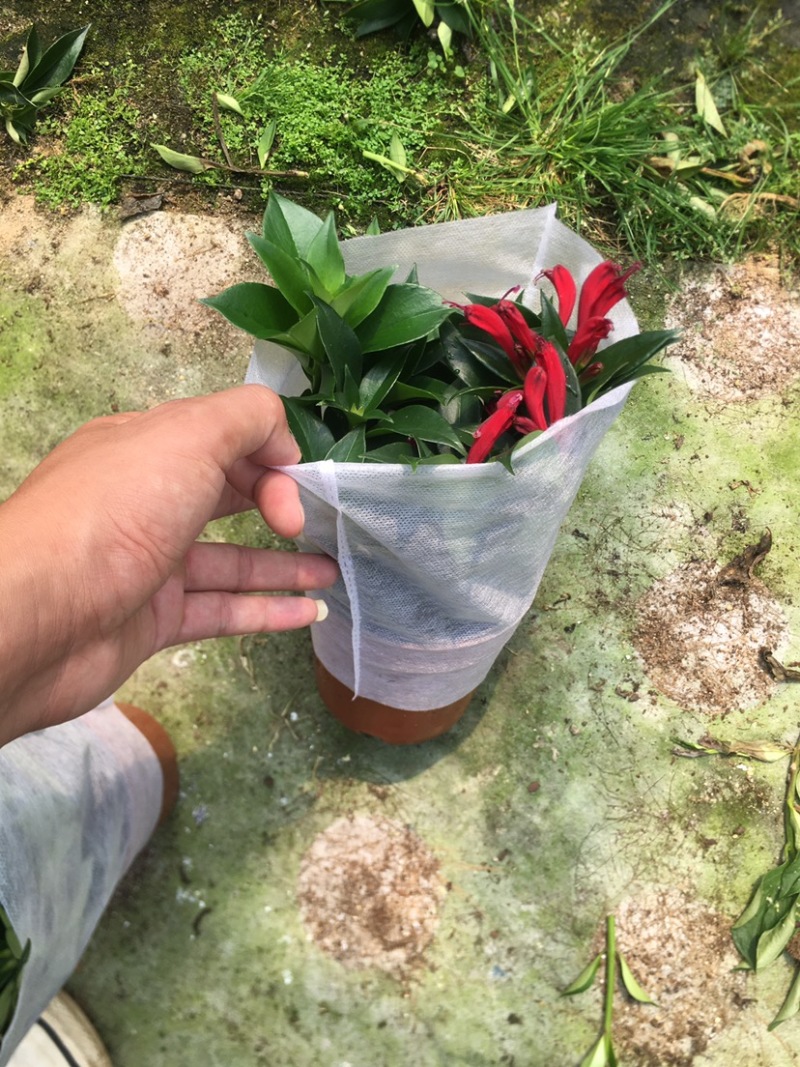 网红口红直立吊兰140红盆产地现货供应直销批发