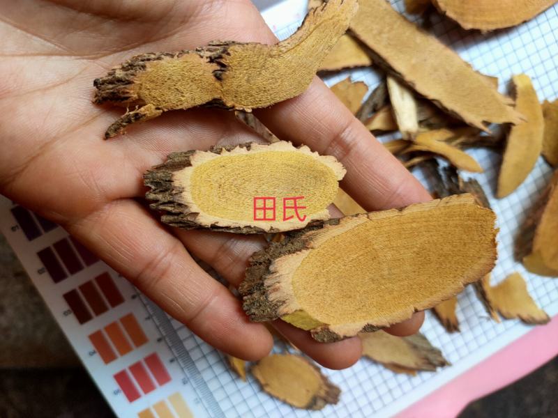 野生中药材铁包金根/乌金藤/老鼠耳无硫狗脚利勾儿茶乌龙根