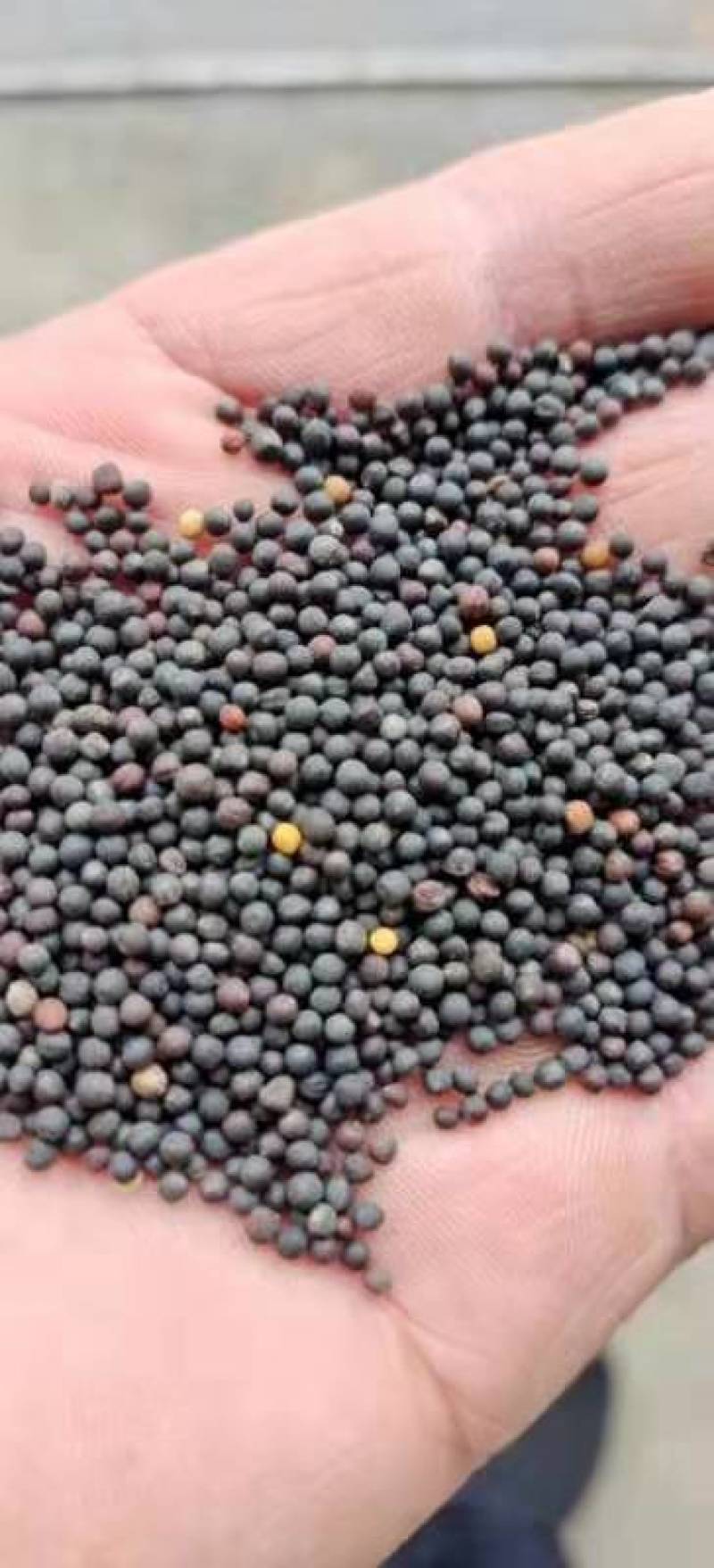 油菜花种子室外高产观赏食用耐寒耐旱春秋油菜花籽榨油菜籽花