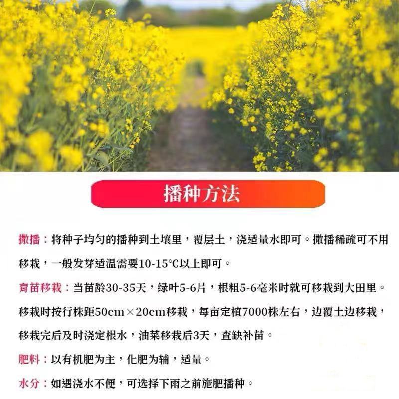 油菜花种子室外高产观赏食用耐寒耐旱春秋油菜花籽榨油菜籽花