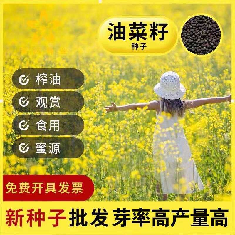 油菜花种子室外高产观赏食用耐寒耐旱春秋油菜花籽榨油菜籽花