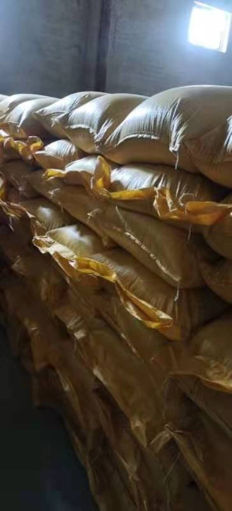 油菜花种子室外高产观赏食用耐寒耐旱春秋油菜花籽榨油菜籽花