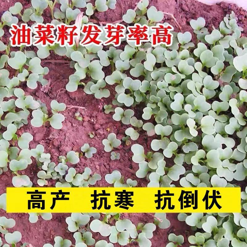 油菜花种子室外高产观赏食用耐寒耐旱春秋油菜花籽榨油菜籽花