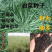 油菜花种子室外高产观赏食用耐寒耐旱春秋油菜花籽榨油菜籽花