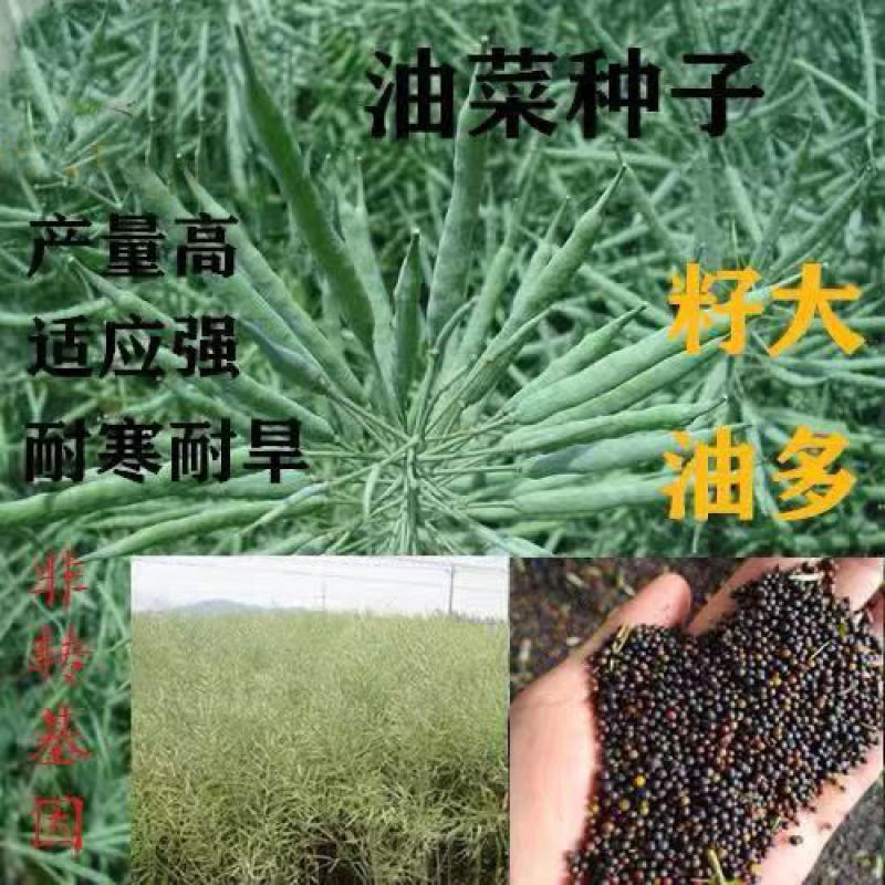 油菜花种子室外高产观赏食用耐寒耐旱春秋油菜花籽榨油菜籽花