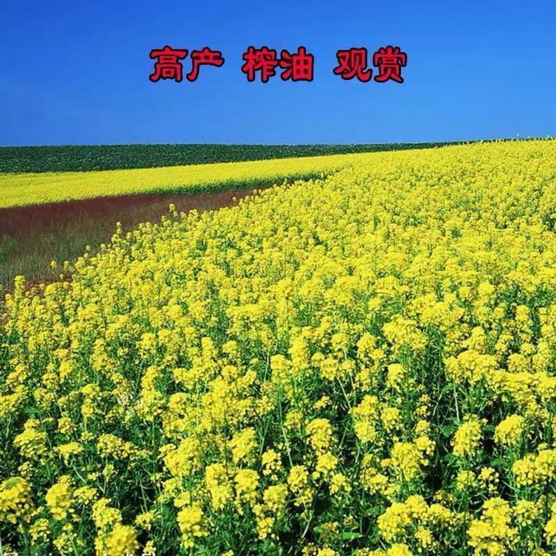 油菜花种子室外高产观赏食用耐寒耐旱春秋油菜花籽榨油菜籽花
