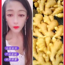 【拼实力】精品大黄姜基地直销质量保证可以视频看货