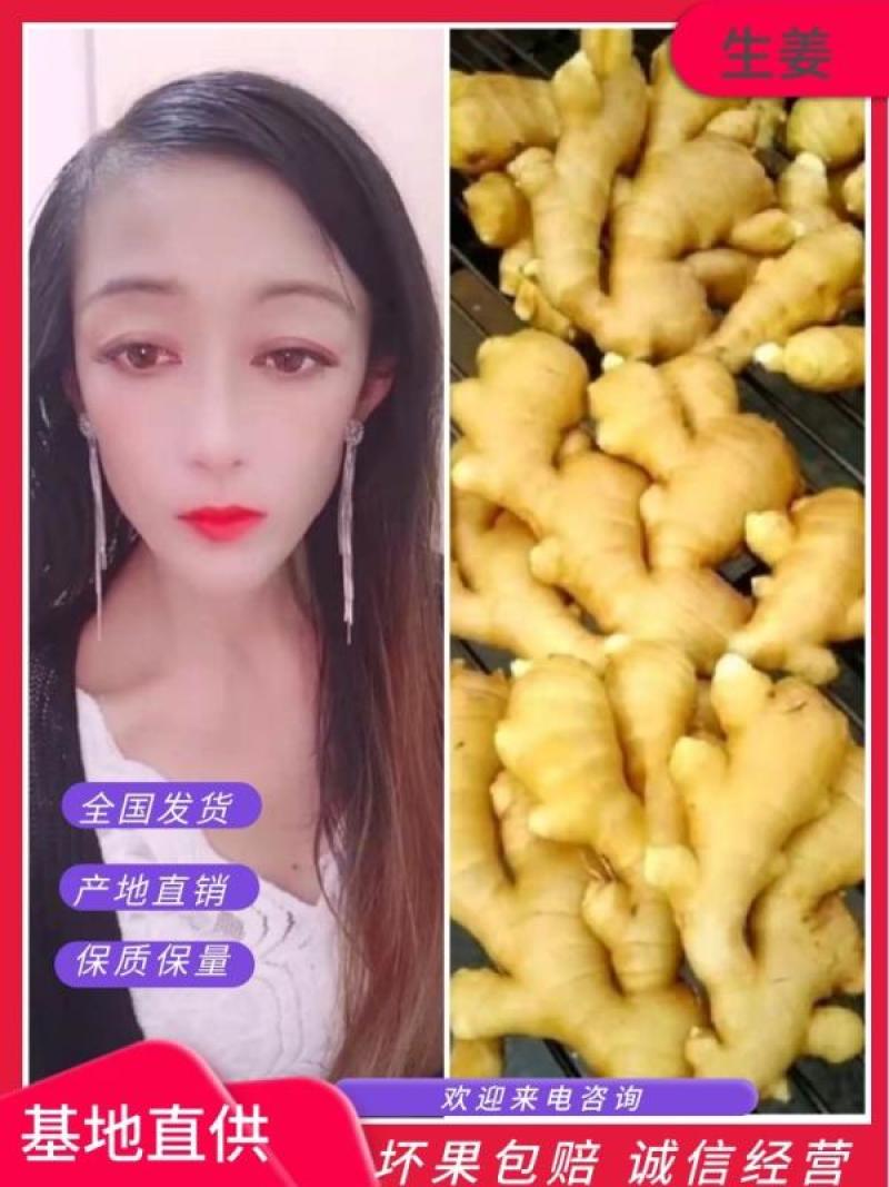 【拼实力】精品大黄姜基地直销质量保证可以视频看货