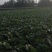 华卅区大扁包菜大量上市欢迎金国各地客商前来看货幻购谢谢