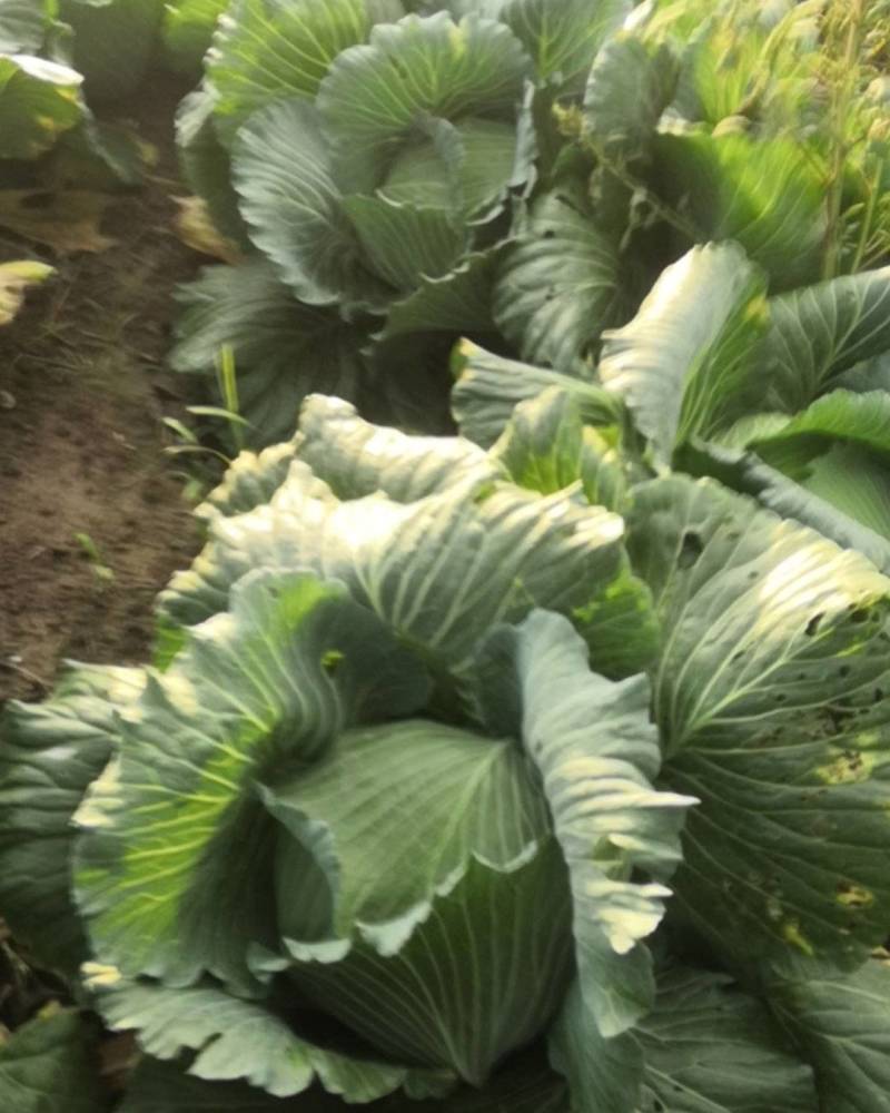 华卅区大扁包菜大量上市欢迎金国各地客商前来看货幻购谢谢