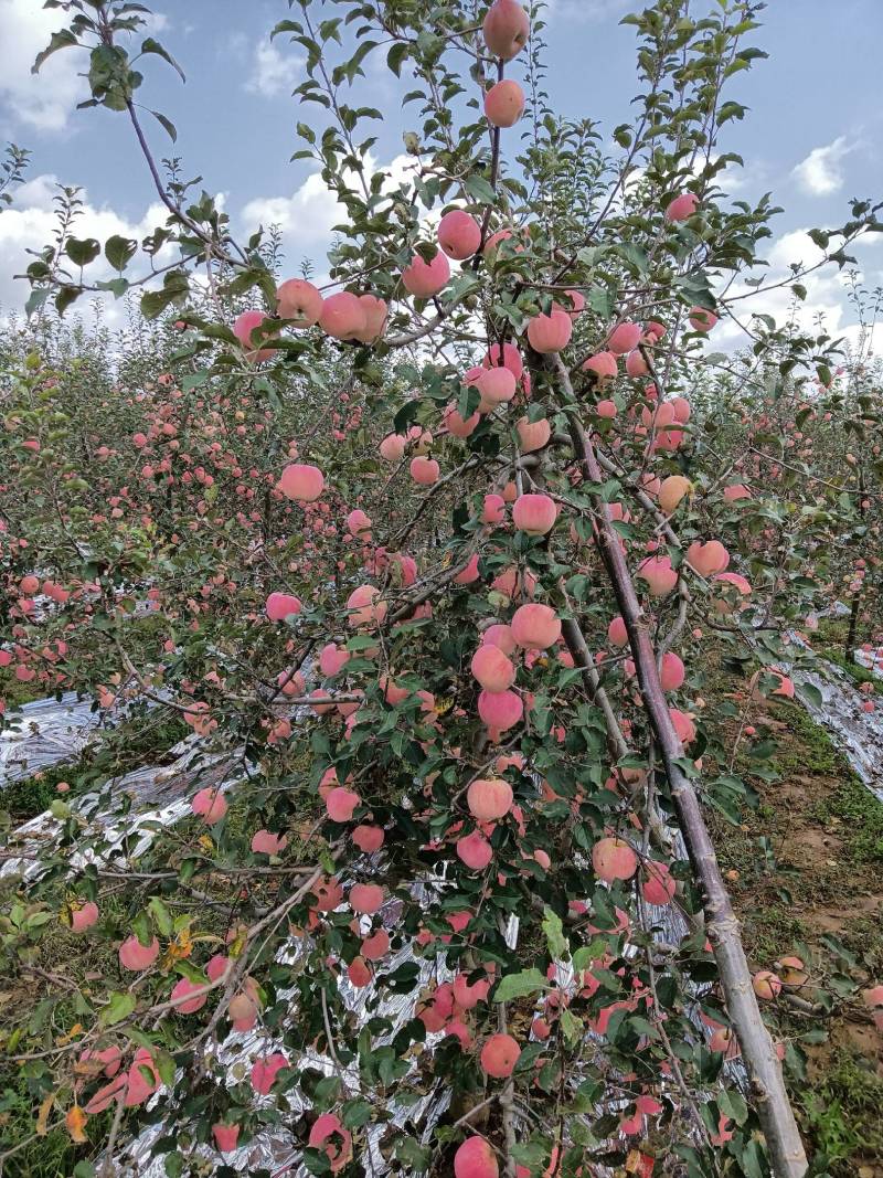 凤翔苹果香漂九州