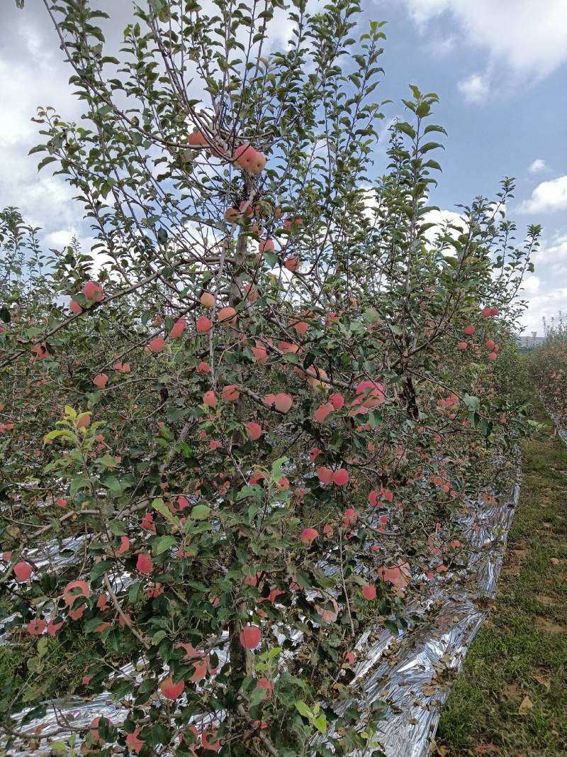 凤翔苹果香漂九州