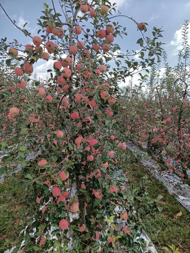 凤翔苹果香漂九州