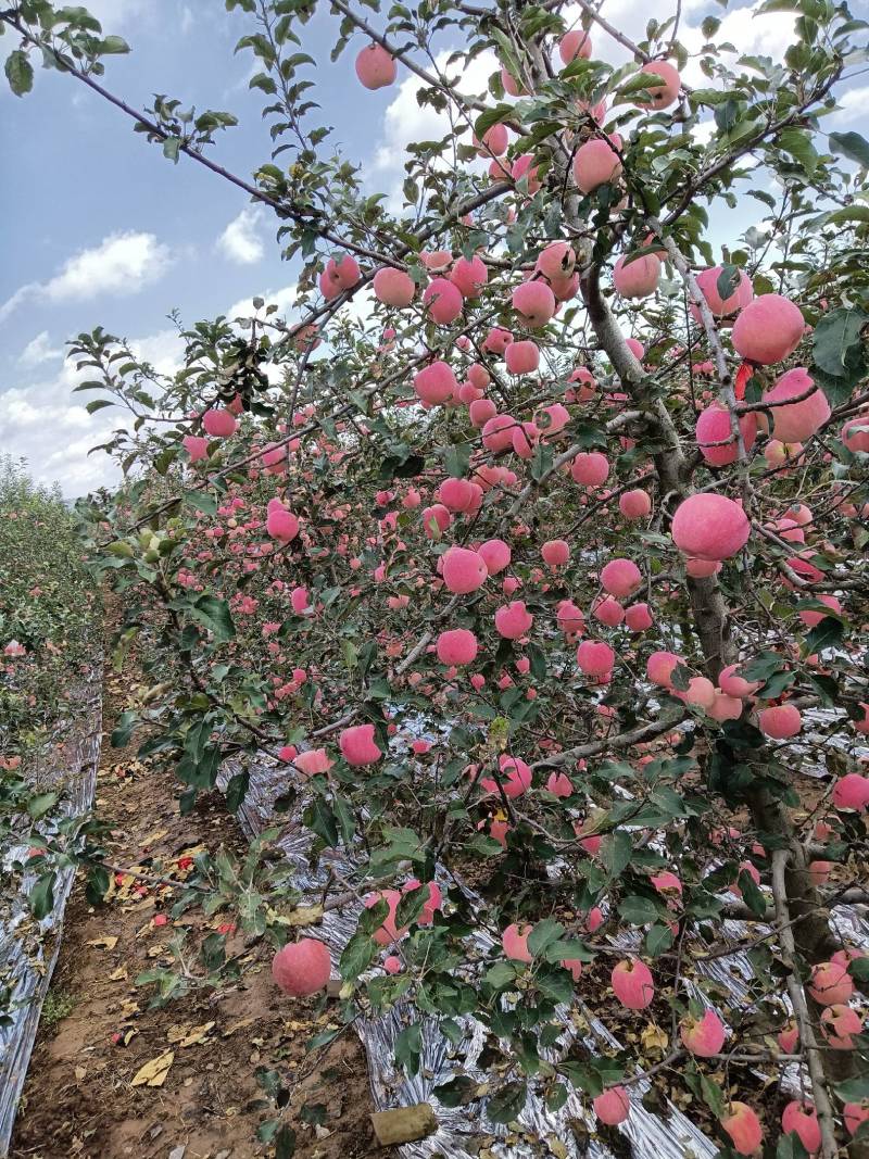 凤翔苹果香漂九州