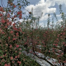 凤翔苹果香漂九州