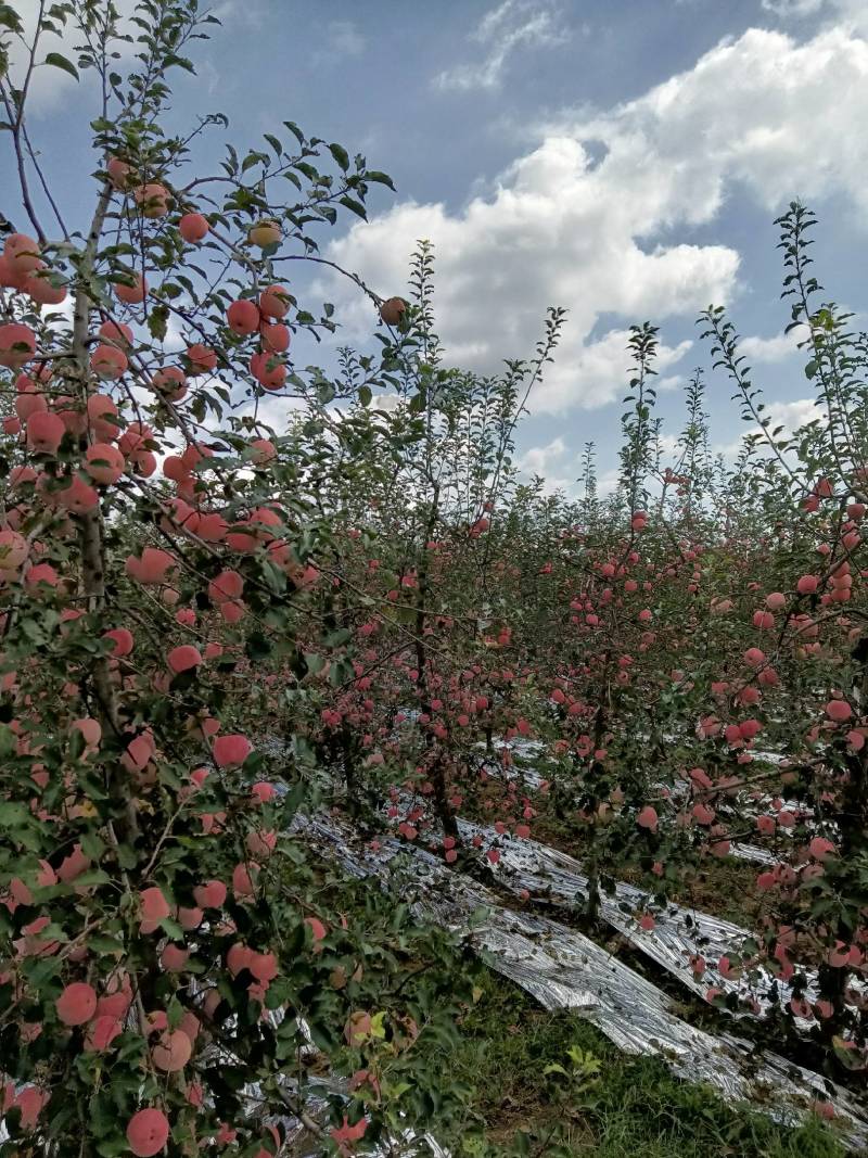 凤翔苹果香漂九州