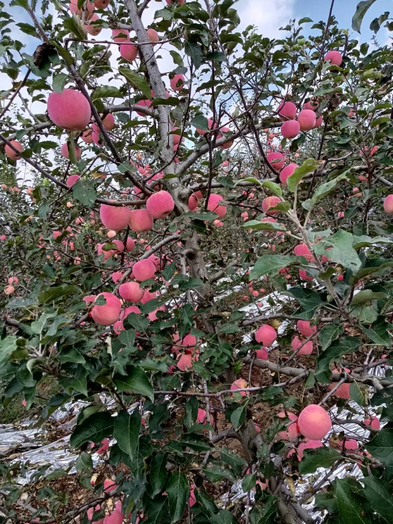 凤翔苹果香漂九州