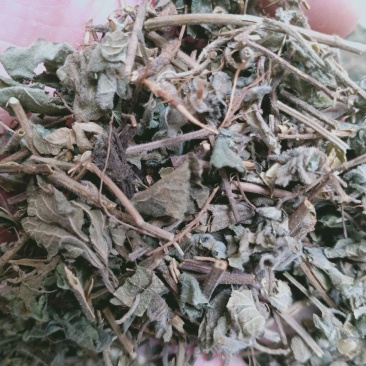 韩信草，正品韩信草质量保证，经营各种中药材欢迎咨询购买！