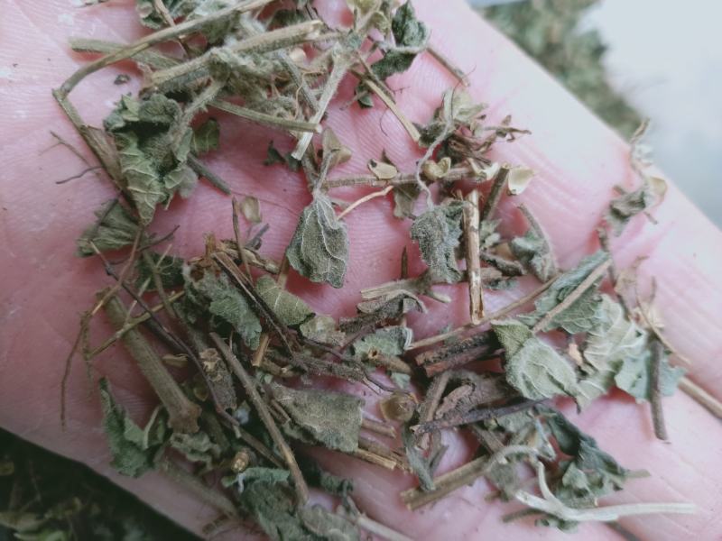 韩信草，正品韩信草质量保证，经营各种中药材欢迎咨询购买！