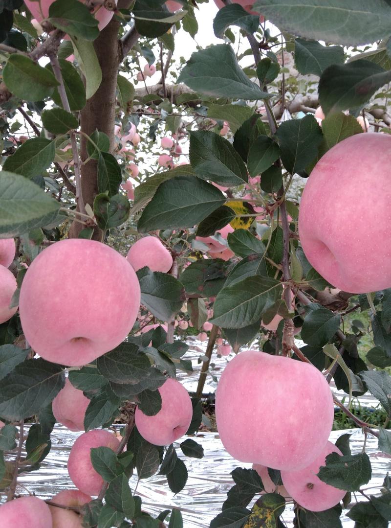 昭通市糖心苹果，农民自家地里，产地一手货源。