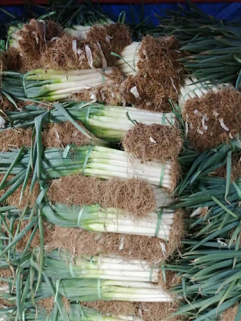 争葱大量供应质优价廉欢迎各位客商光临选购