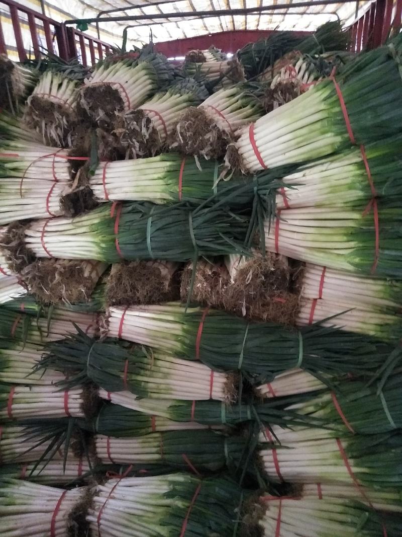 争葱大量供应质优价廉欢迎各位客商光临选购