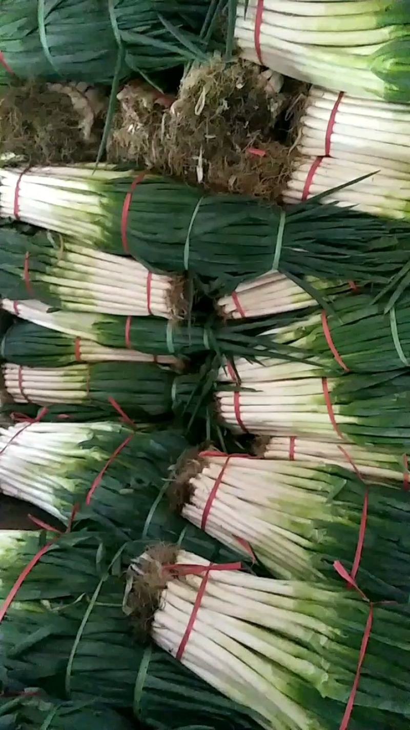 争葱大量供应质优价廉欢迎各位客商光临选购