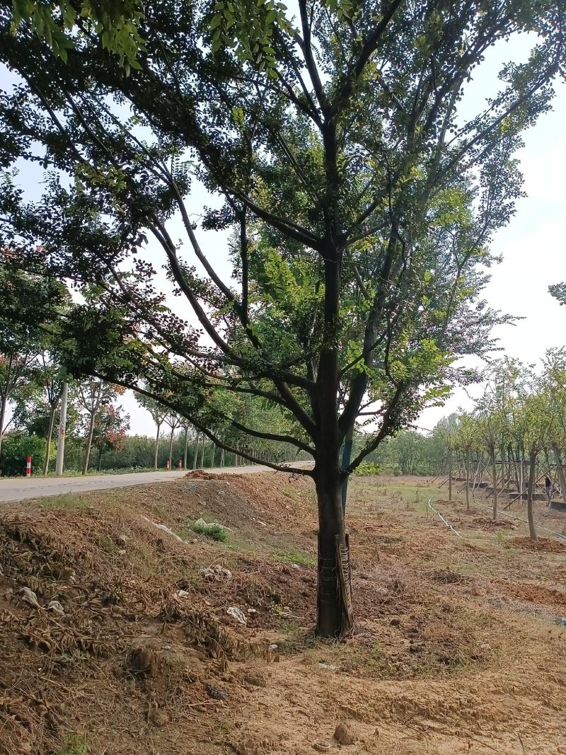 朴树精品朴树8—30公分，沭阳基地直发
