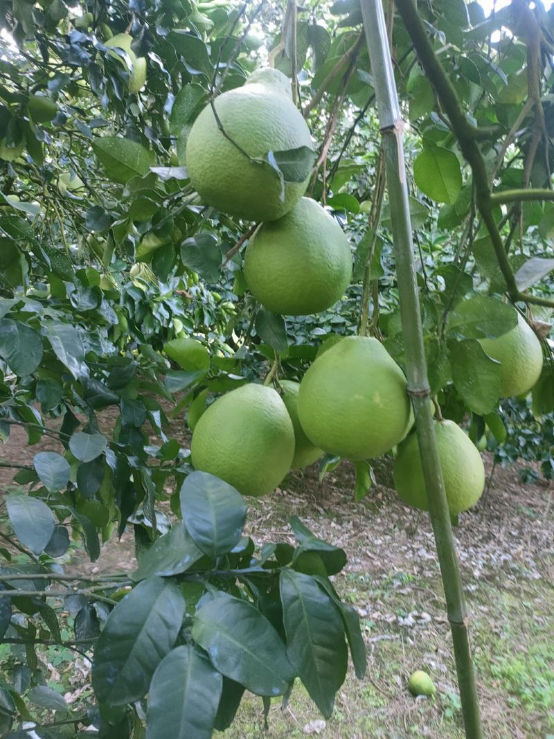 正宗江永老树香柚！柚香柚甜，纯农家肥种植，